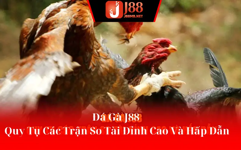 Đá Gà J88 - Quy Tụ Các Trận So Tài Đỉnh Cao Và Hấp Dẫn